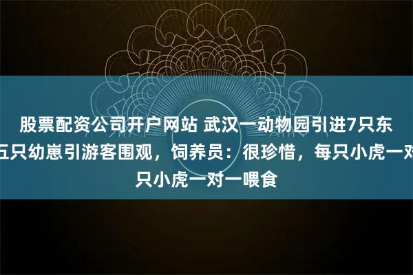 股票配资公司开户网站 武汉一动物园引进7只东北虎，五只幼崽引游客围观，饲养员：很珍惜，每只小虎一对一喂食