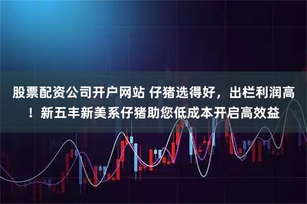 股票配资公司开户网站 仔猪选得好，出栏利润高！新五丰新美系仔猪助您低成本开启高效益